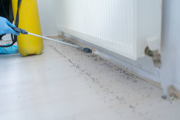Best Pest Prevention Services  in Truth Or Consequences, NM